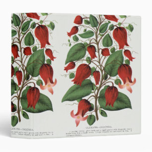 Vintage Clematis Coccinea Red Floral Art 3 Ring Binder