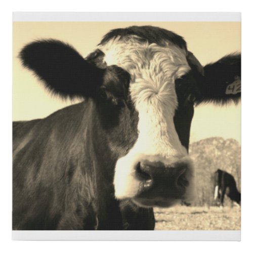 Vintage Close Up Holstein Dairy Cow  Faux Canvas Print