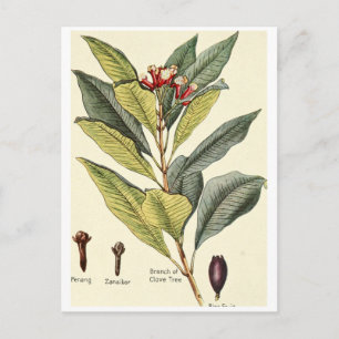Vintage cloves illustration postcard recipe card