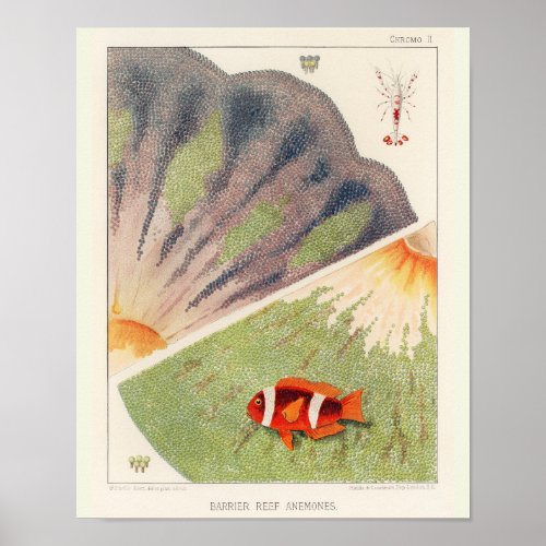 Vintage Clown Fish Great Barrier Reef Fishes 10 Poster