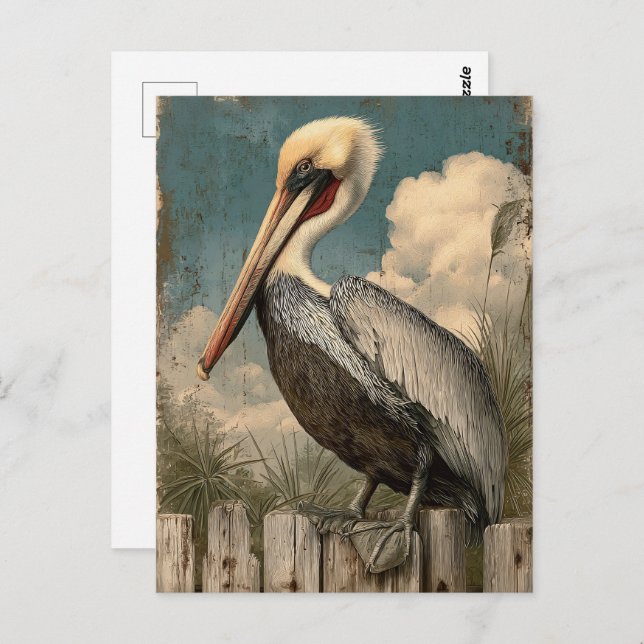 Vintage Coastal Pelican Postcard (Front/Back)