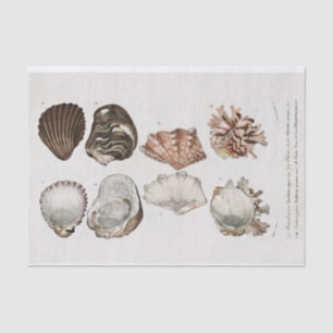 vintage coastal seashell tissue paper