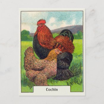 Vintage Cochin Chickens Postcard by Kinder_Kleider at Zazzle