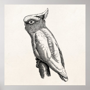 Cockatoo Art & Wall Décor | Zazzle
