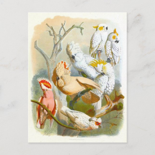 Vintage Cockatoos Illustration Postcard (Front)
