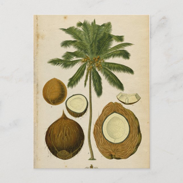 Vintage Coconut Palm Travel Postcard (Front)