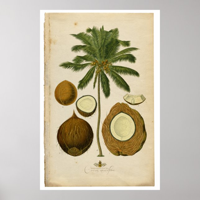 Vintage Coconut Palm Tree Illustration Poster (Front)