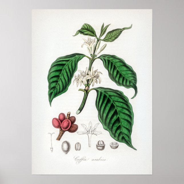 Vintage Coffea arabica Illustration Poster (Front)