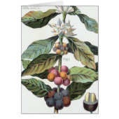 Vintage Coffee bean Artwork (Front)