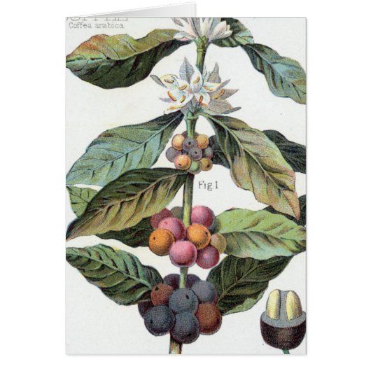 Vintage Coffee bean Artwork (Front)