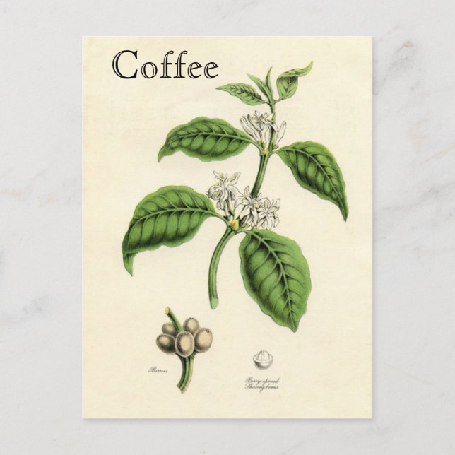 Vintage Coffee Plant Postcard (Front)