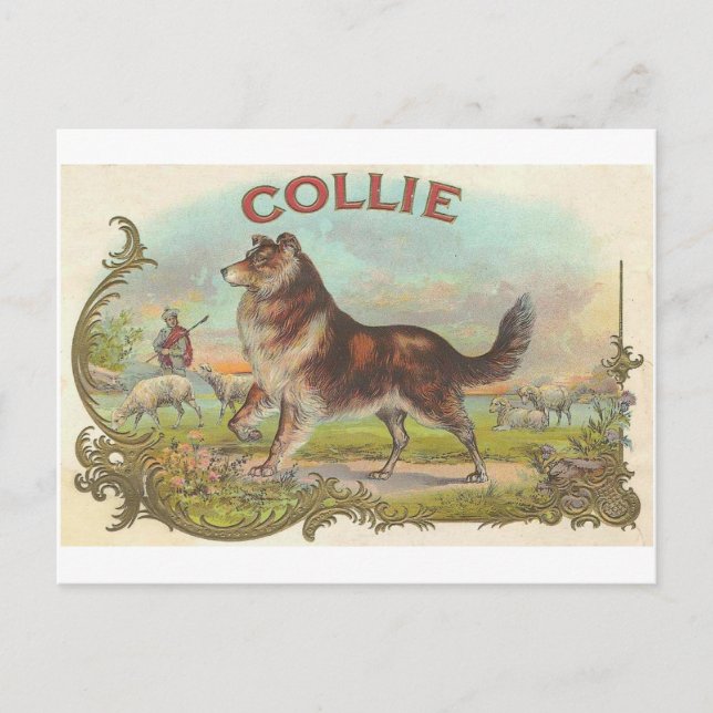 Vintage Collie Dog Postcard (Front)