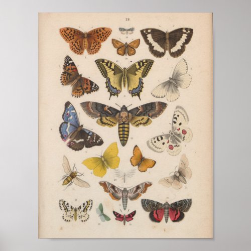 Vintage Color Butterflies Moths Print