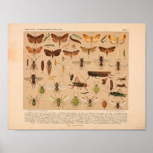 Vintage Color Insect Art Print