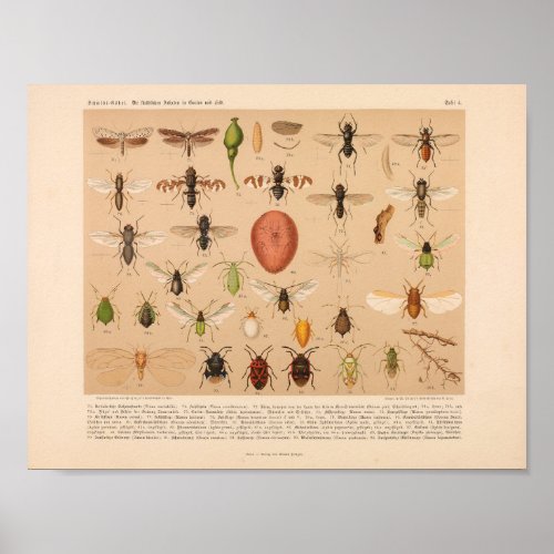 Vintage Color Insect Art Print