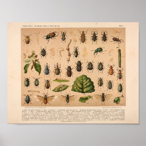 Vintage Color Insect Art Print