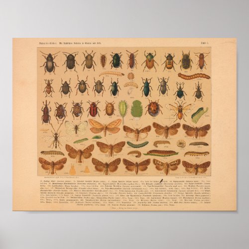 Vintage Color Insect Art Print