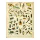 Vintage Color Insect Art Print