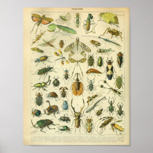 Vintage Color Insect Art Print