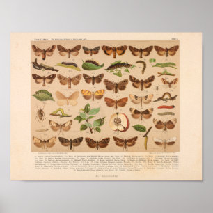 Vintage Color Insect Art Print