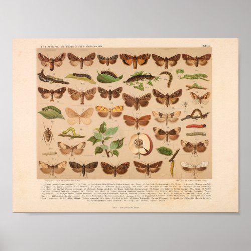 Vintage Color Insect Art Print