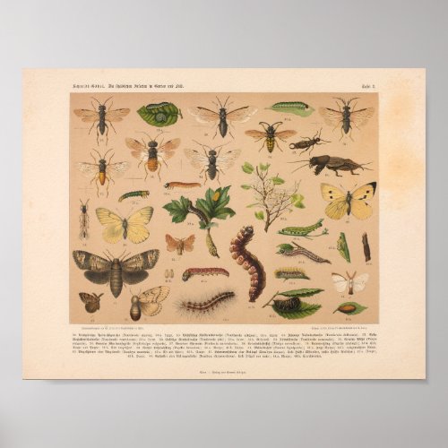 Vintage Color Insect Art Print