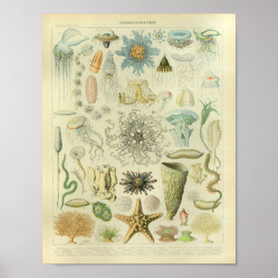 Vintage Color Jellyfish Sea Life Art Print