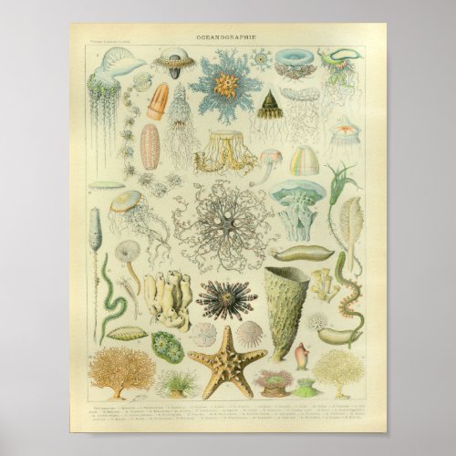 Vintage Color Jellyfish Sea Life Art Print