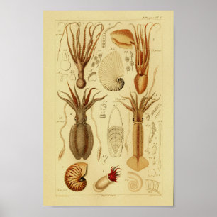 Vintage Color Octopus Squid Art Print