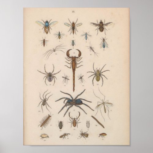 Vintage Color Scorpion Spider Print
