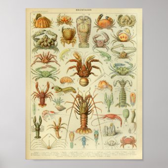 Vintage Color Sea Life Art Print | Zazzle