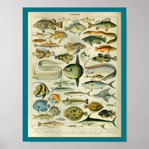 Vintage Color Sealife Fish Print