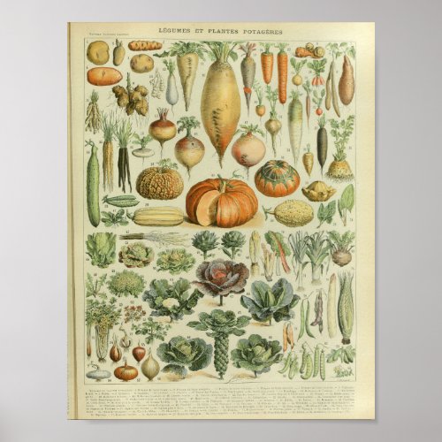 Vintage Color Vegetable Art Print