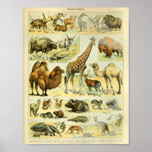Vintage Color Wildlife Mammals Print