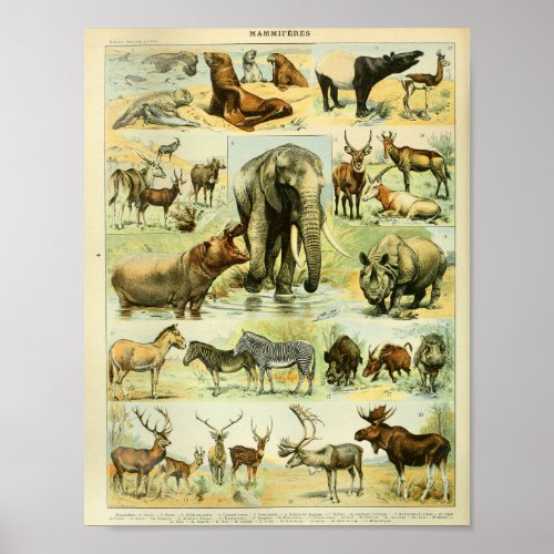 Vintage Color Wildlife Mammals Print