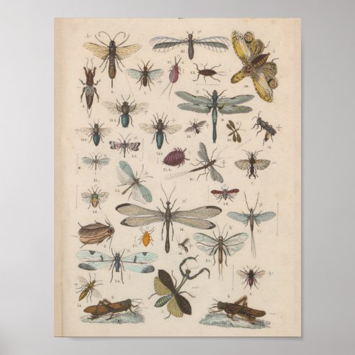 Vintage Color Winged Insects Print