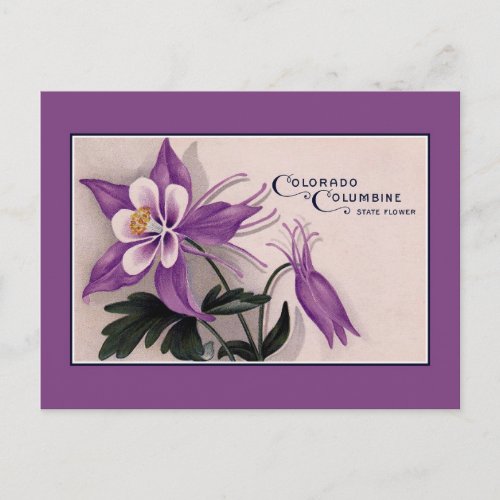 Vintage Colorado State flower Columbine Postcard