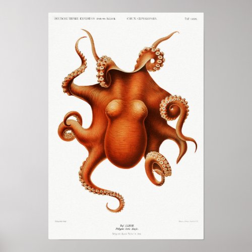 Vintage colored octopus illustration poster