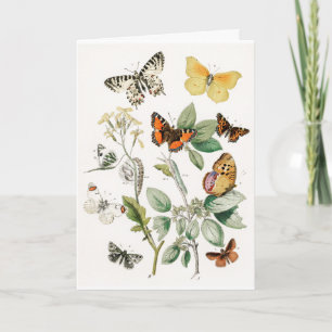 Vintage Colorful Butterflies Illustration Art Card