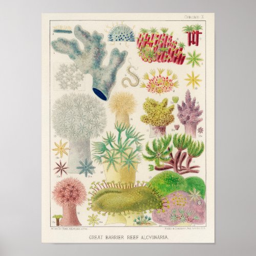 Vintage Colorful Great Barrier Reef Fishes 4Poster Poster
