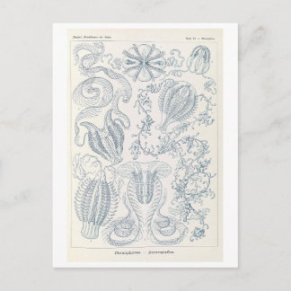 Vintage Comb Jellies by Haeckel Postcard