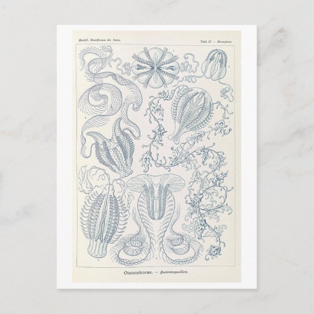 Vintage Comb Jellies by Haeckel Postcard (Front)