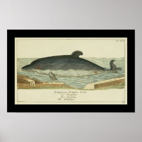 Vintage Common Dolphin Print