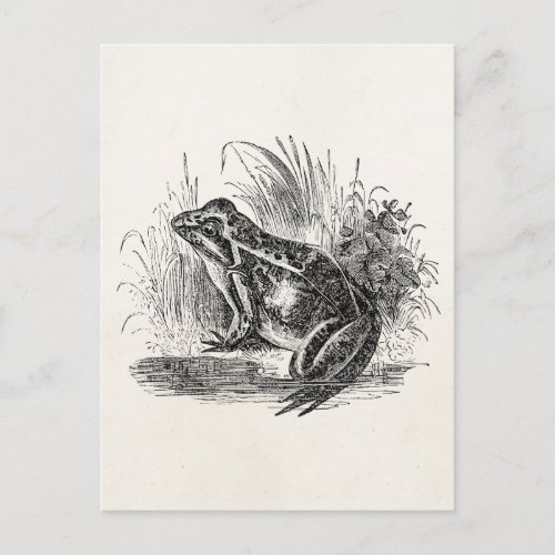 Vintage Common Frog _ Reptile Frogs Template Blank Postcard