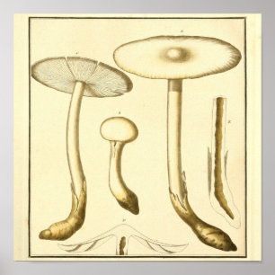 Vintage Common Mushrooms Art Print