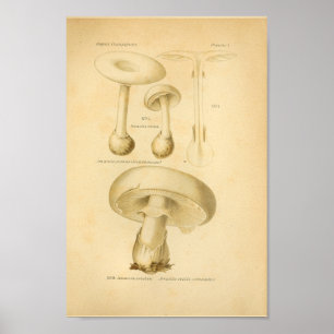 Vintage Common Mushrooms Art Print French