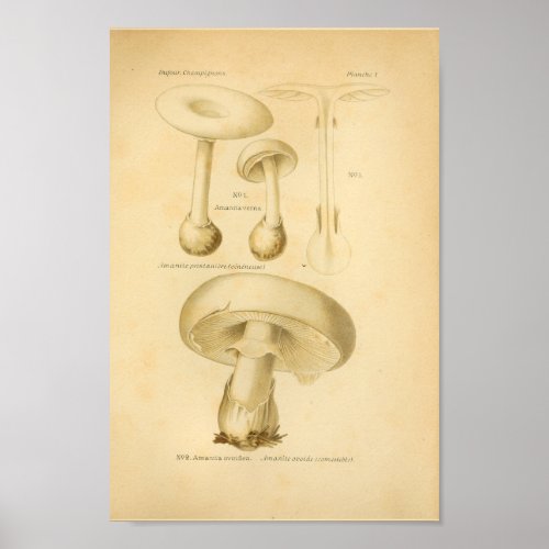 Vintage Common Mushrooms Art Print French