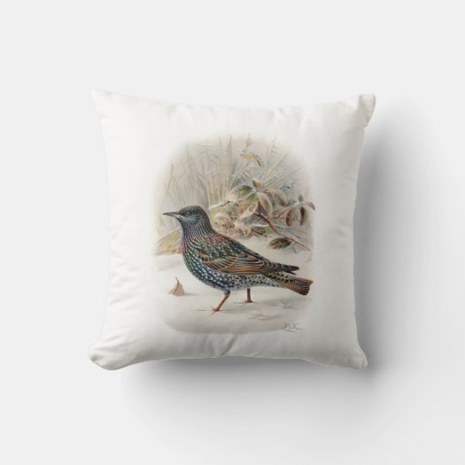 Vintage Common Starling Bird