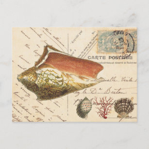 Vintage Conch shell and seashells postcard