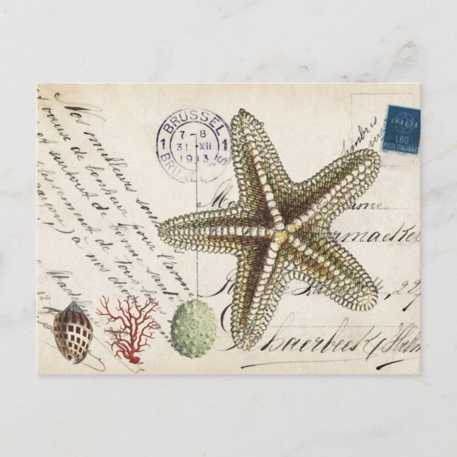 Vintage Conch starfish and seashells postcard (Front)